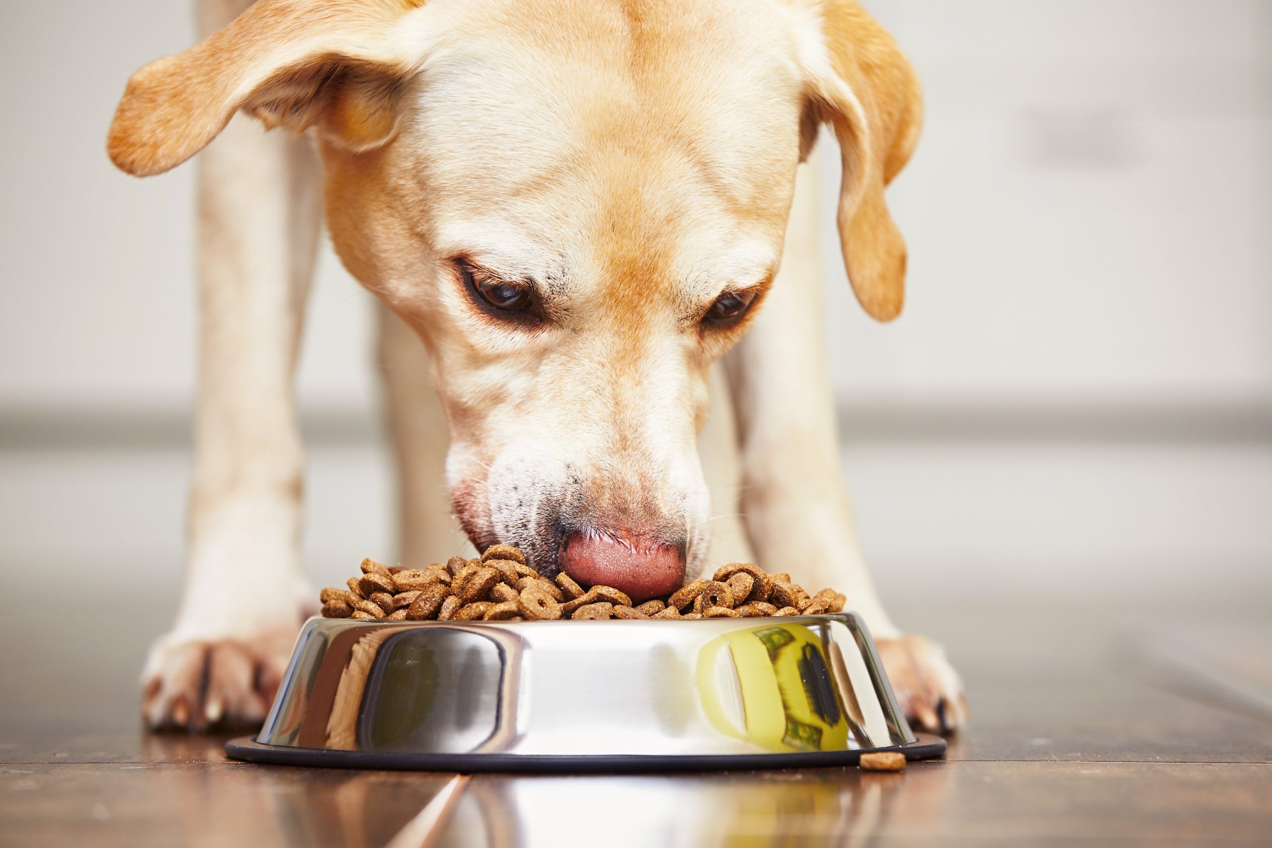 Doggy billboard gets 28% recall.