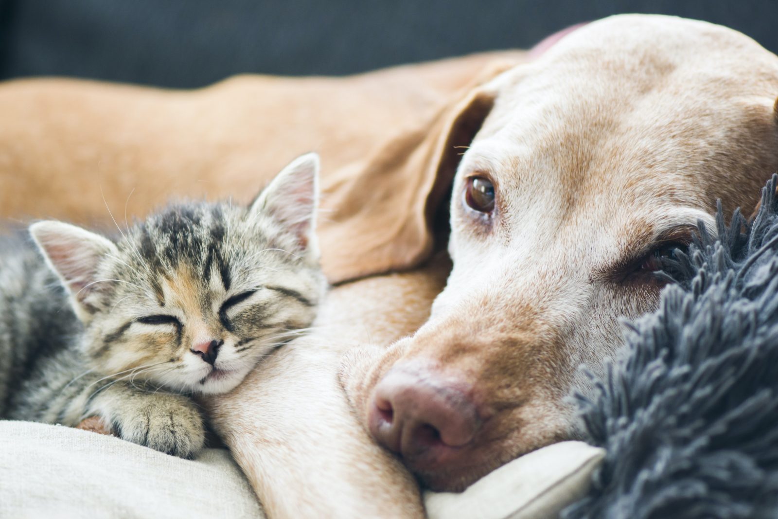 Dog and kitten snuggle together